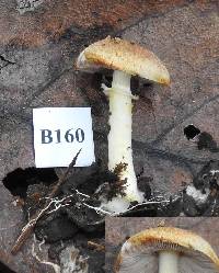 Agaricus campbellensis image