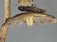 Agrocybe olivacea image