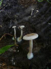 Clitocybe wellingtonensis image