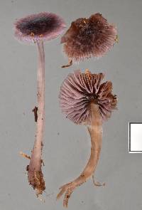 Mycena fuscovinacea image