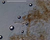 Crepidotus rufofloccosus image