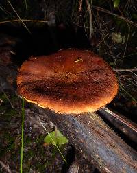 Gymnopilus allantopus image