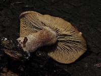 Tricholomopsis ornaticeps image