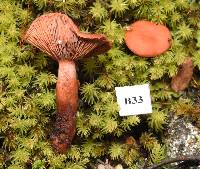 Lactarius umerensis image