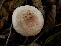 Lepiota subincarnata image