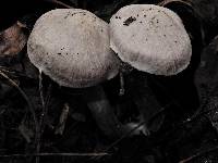 Tricholoma scalpturatum image