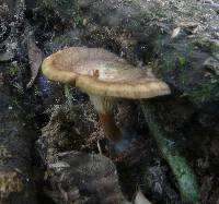 Cantharellus umbriceps image