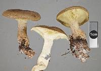 Clitocybe eucalyptorum image