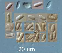 Pseudomerulius aureus image