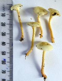 Hygrophorus salmonipes image