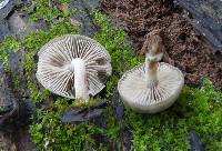 Simocybe pruinata image