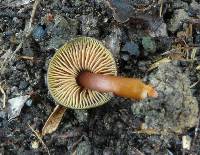 Hygrocybe fuscoaurantiaca image