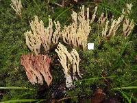 Ramaria lorithamnus image