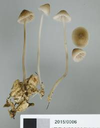 Mycena austrofilopes image