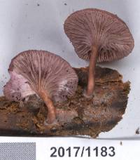 Mycena rubroglobulosa image