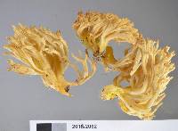 Ramaria avellaneovertex image