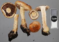 Pholiota highlandensis image