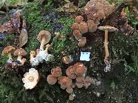 Cystoderma clastotrichum image