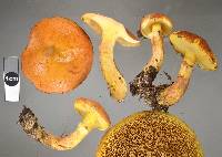 Suillus grevillei image