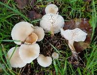 Clitocybe rivulosa image