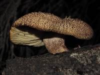 Tricholomopsis ornaticeps image