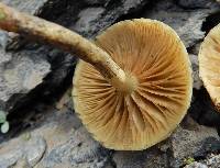 Pholiota terrestris image