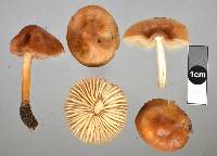 Marasmius oreades image