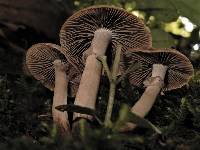 Agrocybe erebia image