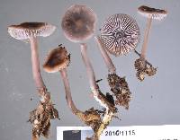 Mycena fuscovinacea image