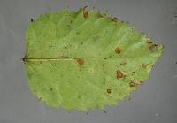 Pseudocercospora aristoteliae image