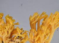 Ramaria anziana image