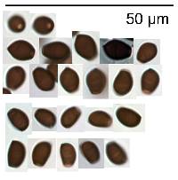 Coprinellus truncorum image