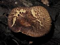 Tricholomopsis ornaticeps image