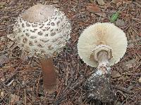 Chlorophyllum rachodes image