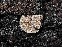 Simocybe austrorubi image