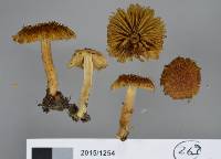 Inocybe scabriuscula image