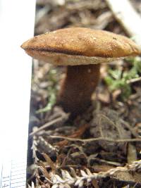 Gyroporus castaneus image