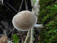 Pluteus decoloratus image