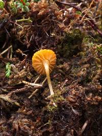 Lichenomphalia chromacea image