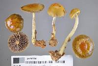 Protostropharia semiglobata image