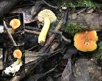 Hygrocybe cerinolutea image