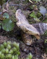 Lactarius sepiaceus image