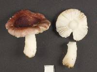 Russula roseopileata image