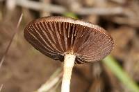 Psilocybe merdaria image