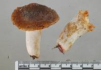 Russula vinaceocuticulata image