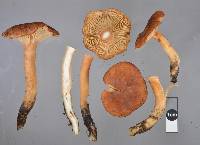 Image of Rugosomyces hebelomoides