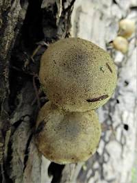 Pholiota terrestris image