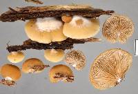 Crepidotus rufofloccosus image