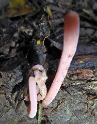 Clavaria roseoviolacea image