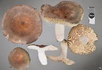 Russula grisea image